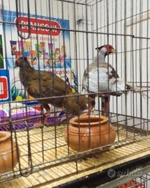 Fagiani dorati gialli e fagiani argentati ???