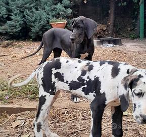 Cuccioli alano
