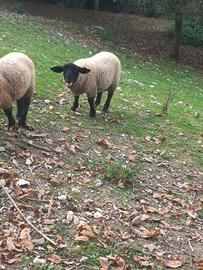Agnello suffolk arr/arr