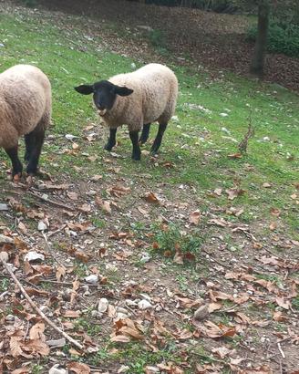 Agnello suffolk arr/arr