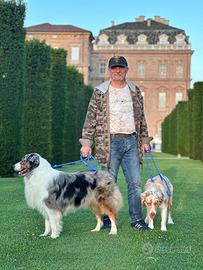 Pastore australiano australian Shepherd per monte