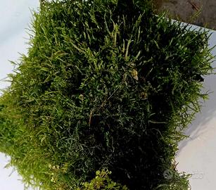 vesicularia dubyana christmas moss 23x30cm
