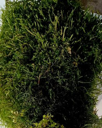vesicularia dubyana christmas moss 23x30cm