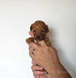 Barboncino cuccioli