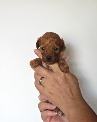 Barboncino cuccioli