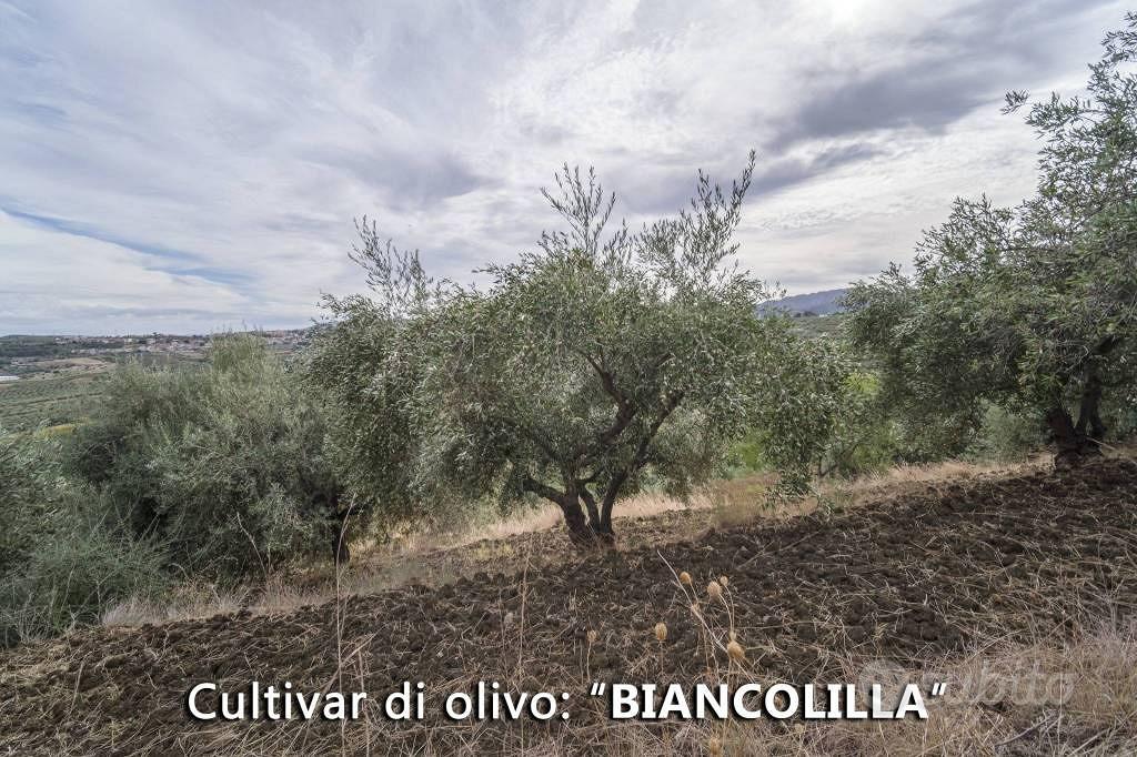 Terreno di 137580 m² a Furnari - Vista 5