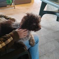 Cucciolo di lagotto romagnolo