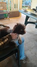 Cucciolo di lagotto romagnolo