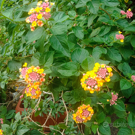 Lantana e altre piante sempreverdi