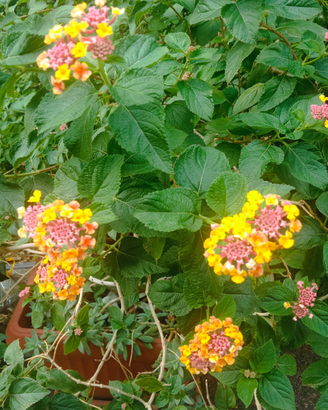 Lantana e altre piante sempreverdi