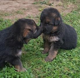 Cuccioli di Pastore Tedesco