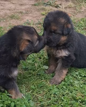 Cuccioli di Pastore Tedesco