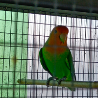 2 inseparabile maschi adulti