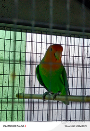 2 inseparabile maschi adulti