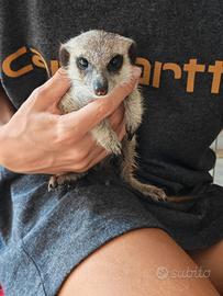 Cuccioli suricato