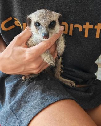 Cuccioli suricato