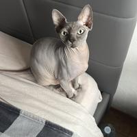 Maschio Sphynx blu con pedigree per monta