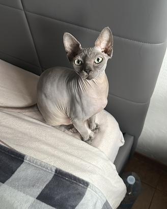 Maschio Sphynx blu con pedigree per monta