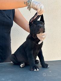 Cane corso maschio