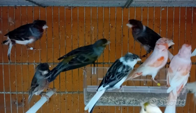 Canarini timbrado espanol