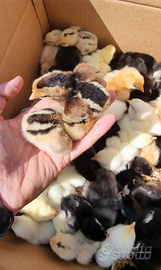 Pulcini Araucana e Marans