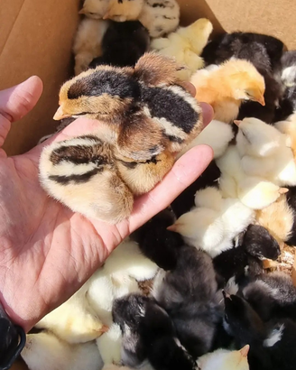 Pulcini Araucana e Marans