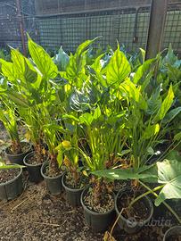 piante di Alocasia cucullata (palma di Buddha).