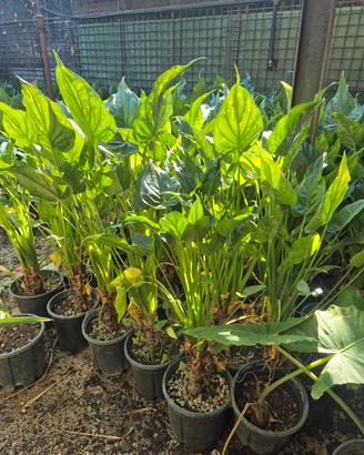 piante di Alocasia cucullata (palma di Buddha).