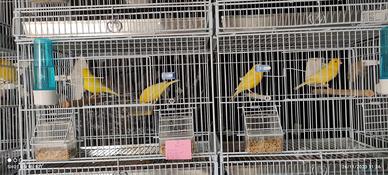 Canarini novelli 2025 maschi gialli