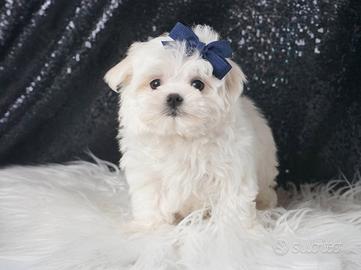 Cucciolo maschio di Maltese bianco