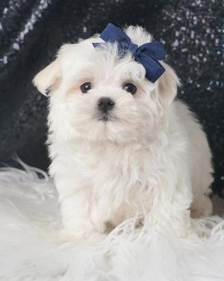 Cucciolo maschio di Maltese bianco