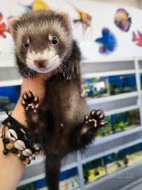 Baby furetti