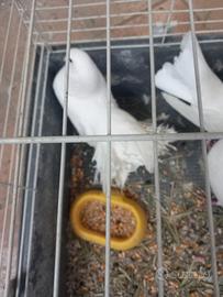 Colombe pavoncelle da cerimonia