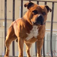 Staffordshire Bull Terrier