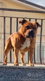 Staffordshire Bull Terrier