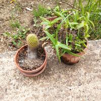 Due (2) vasi con piante grasse (cactus e aloe).