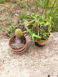 Due (2) vasi con piante grasse (cactus e aloe).