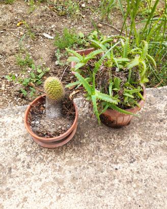 Due (2) vasi con piante grasse (cactus e aloe).