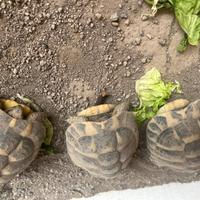 Tartarughe testudo hermanni MASCHI