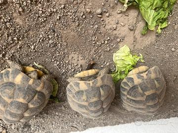 Tartarughe testudo hermanni MASCHI