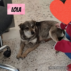 Lola magnifica canina d 10 kg