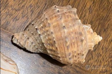 Conchiglia Corno di tritone (Charonia tritonis)