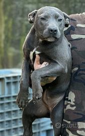 Pit bull