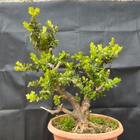 Bonsai Bosso