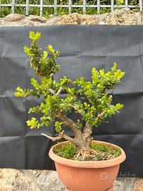 Bonsai Bosso