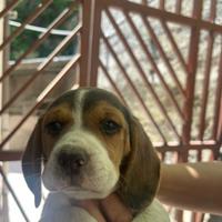 Disponibili cuccioli di beagle
