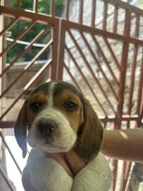 Disponibili cuccioli di beagle