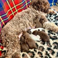 Cuccioli lagotto romagnolo