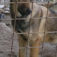 Vendita cuccioli lupetti