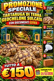 Tartaruga di terra Sulcata+terrario+ altro....